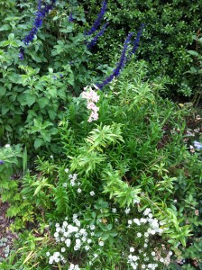 live breathe decor garden 5